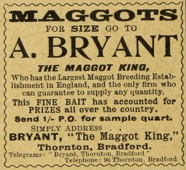 A newspaper advertisement offering maggots as fishing bait. It begins 'Maggots - for size go to A. Bryant, the Maggot King.'