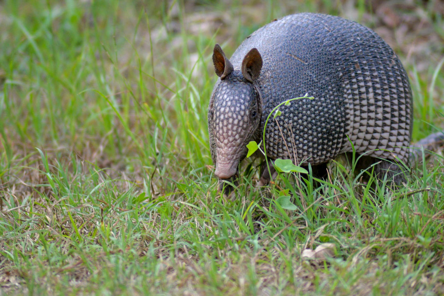 An armadillo hanging out in some grass, looking chill