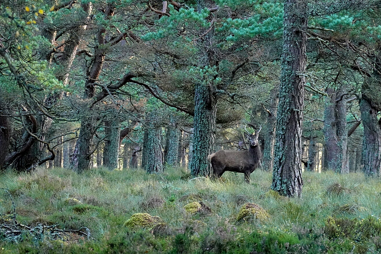 An unexpected encounter with a young red deer stag in an Aberdeenshire pine wood