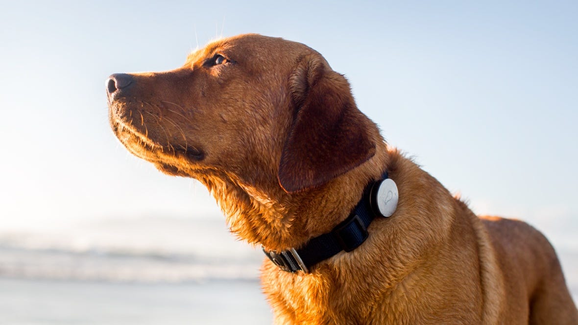 Best dog GPS trackers, pet activity monitors and tracking collars - Wareable