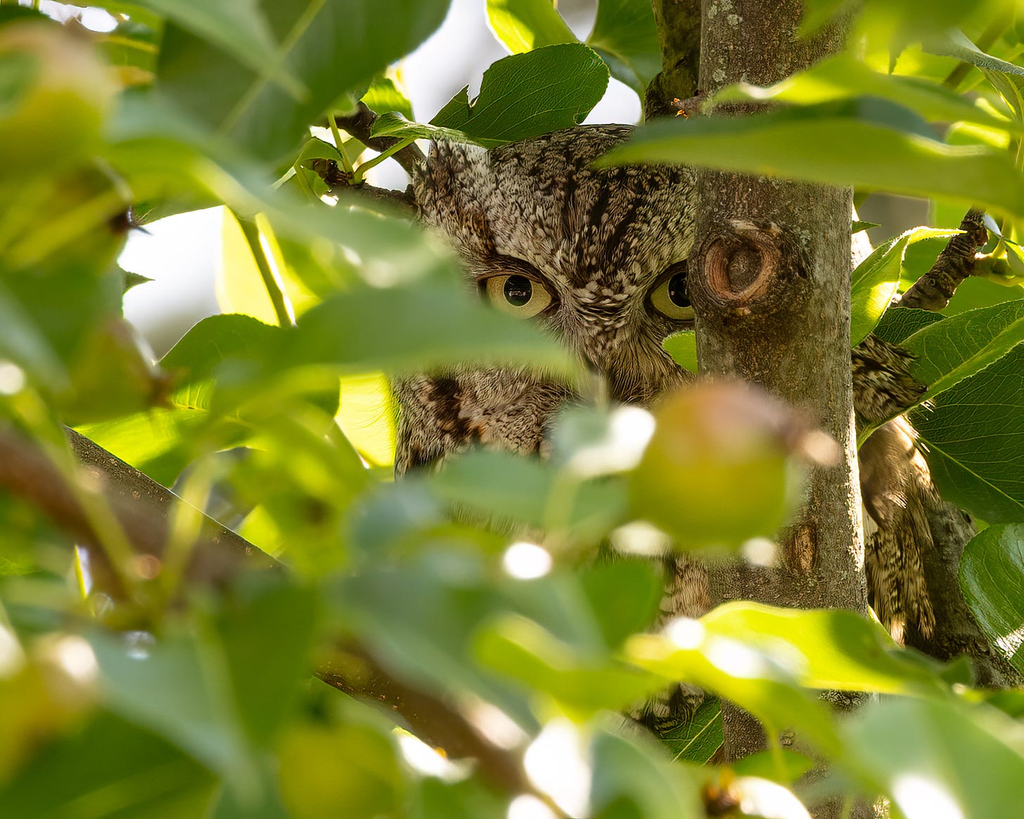 In this photo, the male screech owl peers out from behind a bunch of leaves. The narrow trunk of the pear tree partially obscures his face. He has big yellow eyes and is looking straight at the photographer.