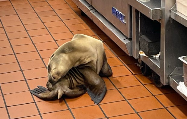 A stranded sea lion pup showed up in the kitchen...
