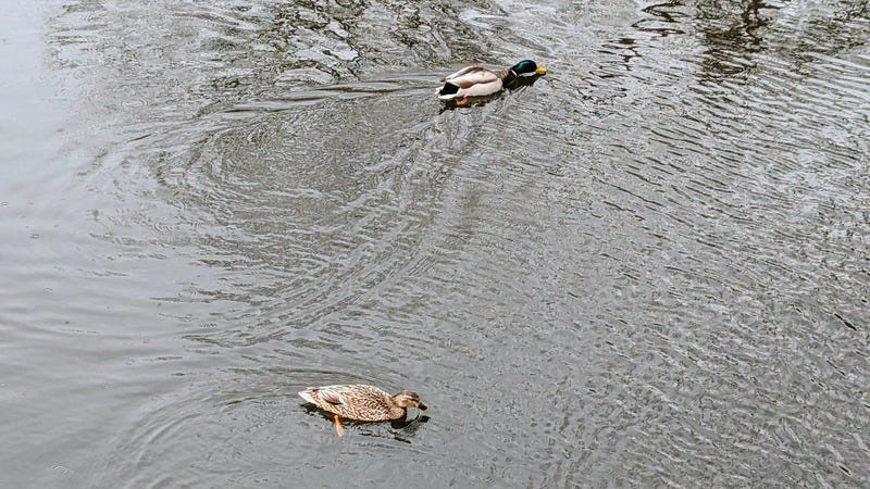 Two mallard ducks swim in a pond leaving ripples on the water