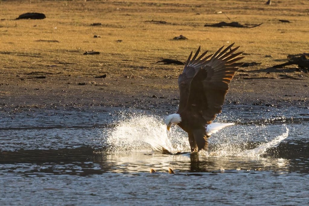 A bald eagle with its wing spread high in a V shape, talons in a shallow river, with sprays of water spashing around him. There are salmon fins sticking out of the water.