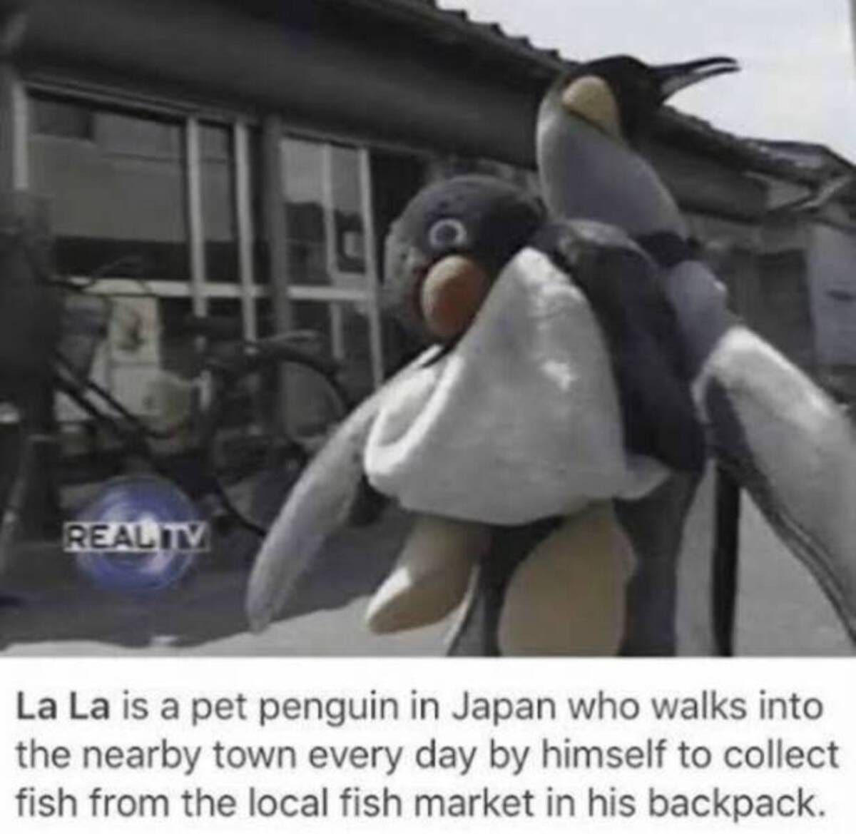 Picture of a Penguin wearing a penguin backpack. Caption reads: La La is a pet penguin in Japan who walks into the nearby town every day himself to colect fish from the local fish market in his backpack.