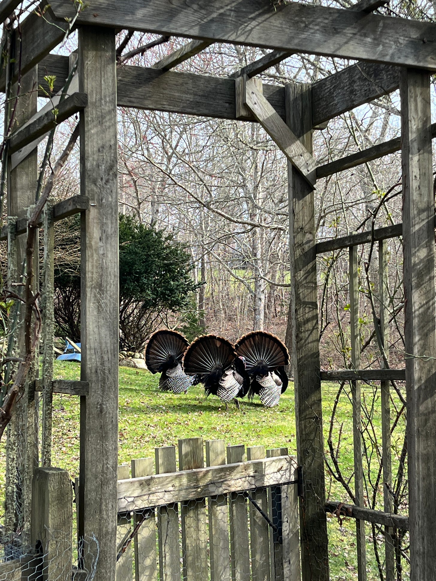 Three turkeys with tails fanned out, viewed through a garden gate Three turkeys with tails fanned out, viewed through a garden gate