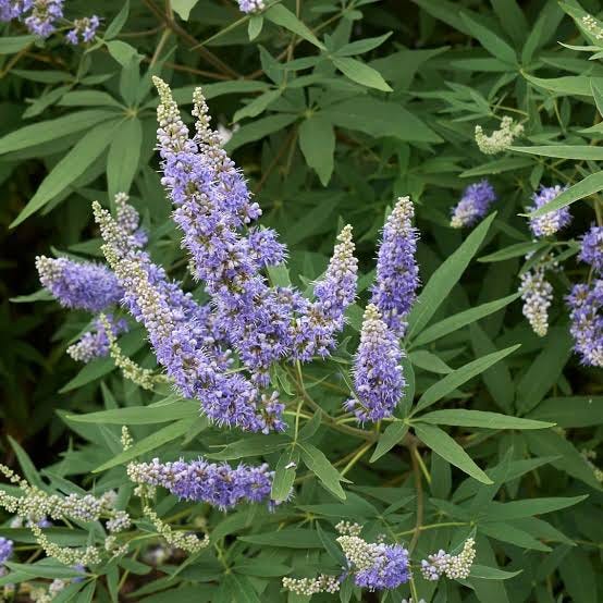 Vitex agnus-castus - Clarenbridge Garden Centre