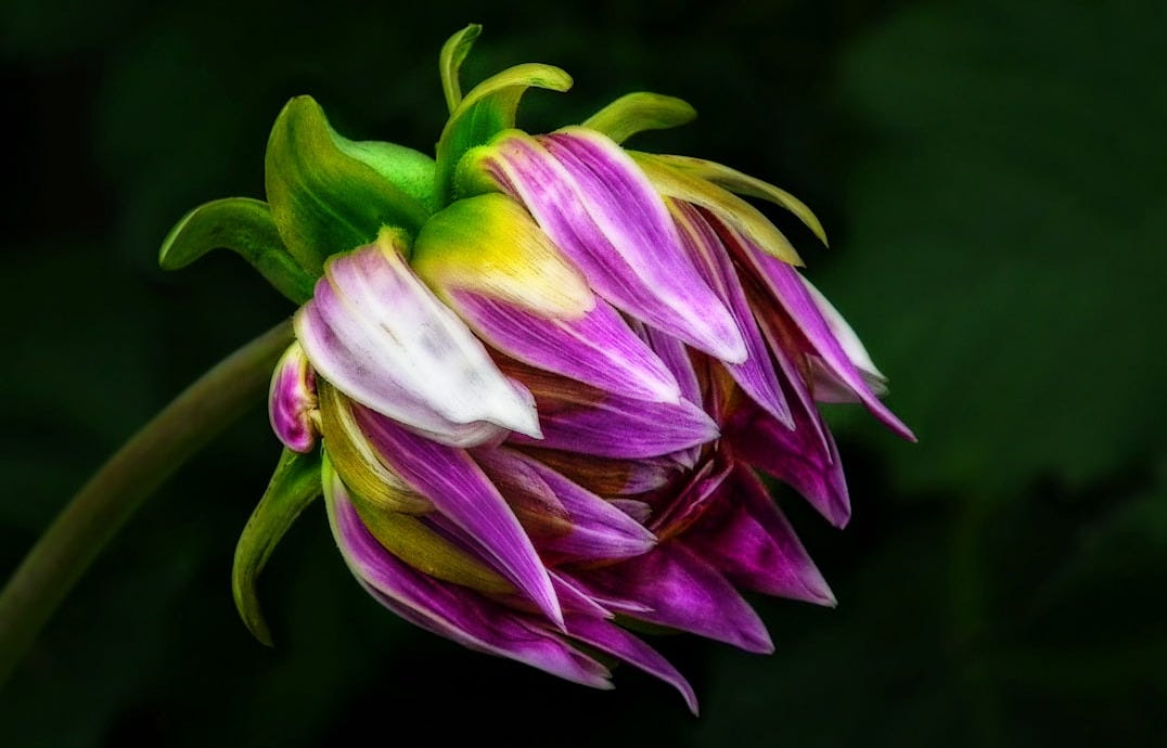 closeup of a purple and yellow flower against a black background