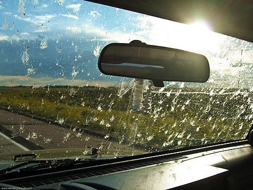 Why does my car windscreen not get covered in squashed flies anymore in the  summer? - Quora