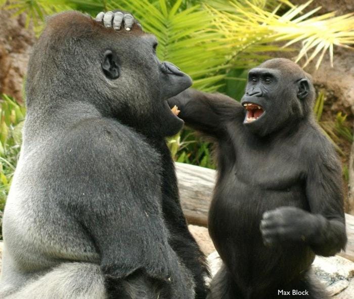 Due gorilla che giocano