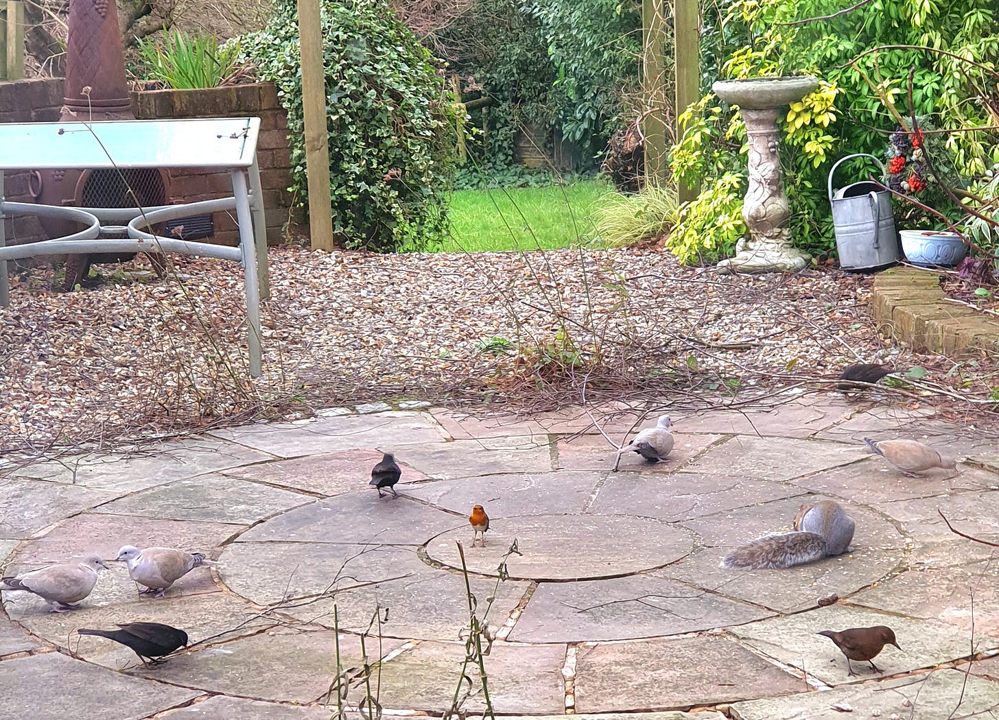 image shows 4 doves, 4 blackbirds, a robin and a squirrel eating seed in my garden