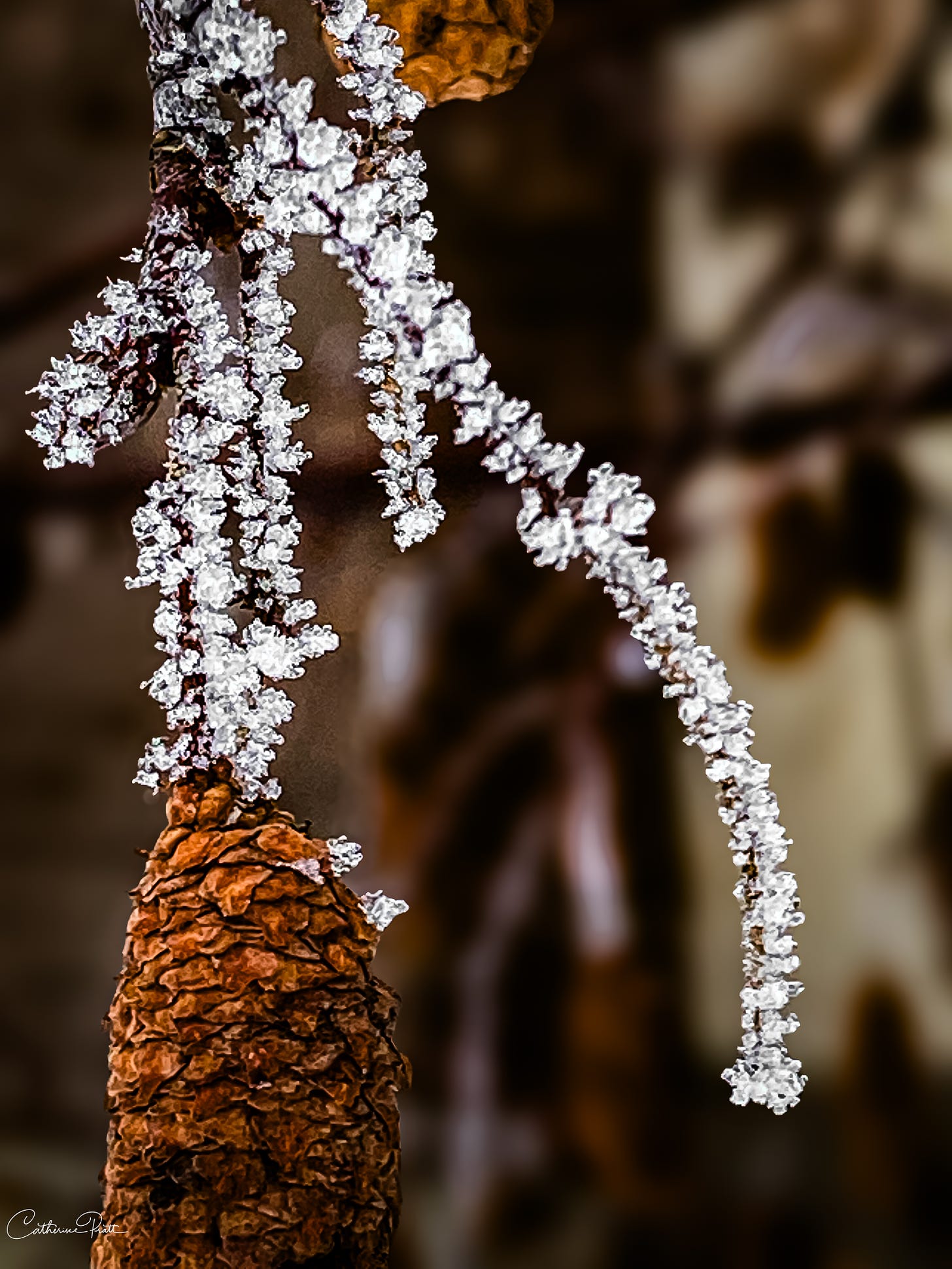 hoar frost with pine cone