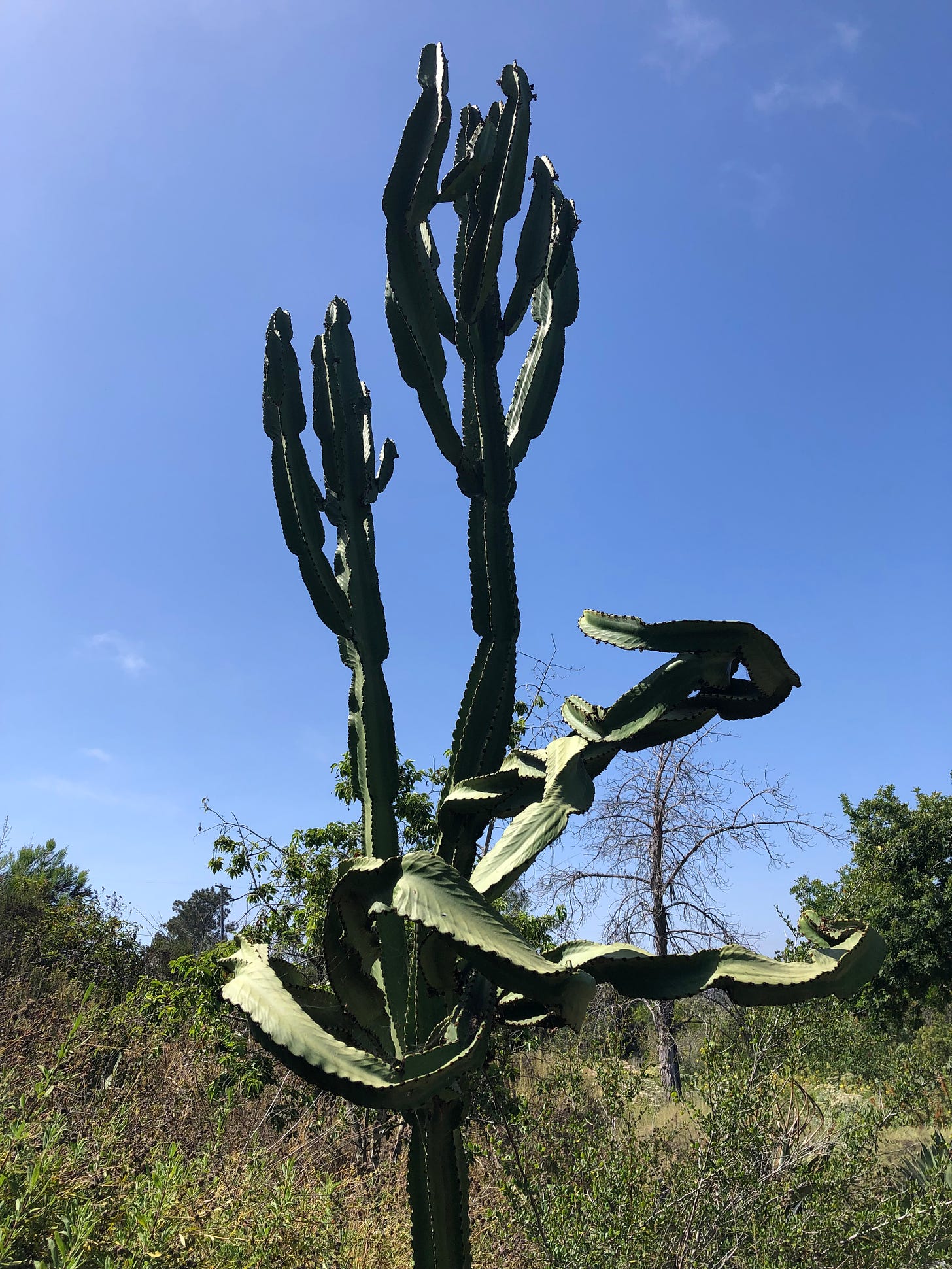 A cactus with some vertical branches annd a few growing in semi-circles against blue sky with shrubbery in the background. 