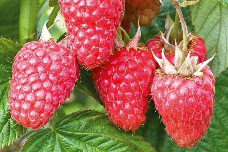 Raspberries