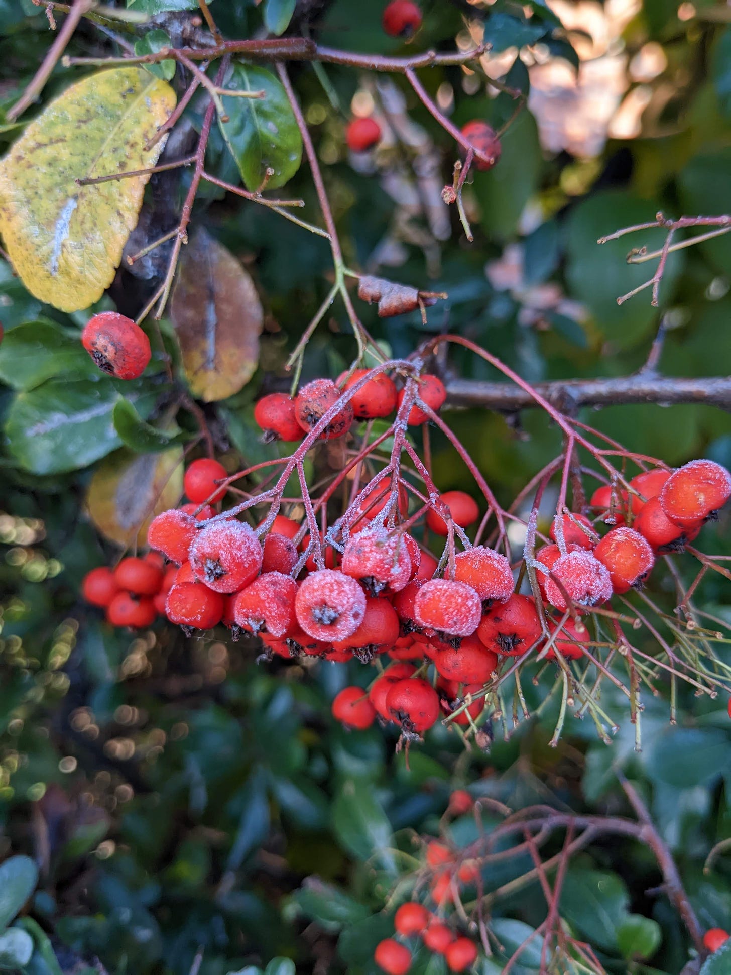 A spray of red berries with bits of frost on them