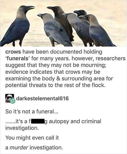 crows have been documented holding 'funerals' for many years. however, researchers suggest that they may not be mourning; evidence indicates that crows may be examining the body & surrounding area for potential threats to the rest of the flock. darkestelemental616 So it's not a funeral... ...it's a fucking investigation. You might even call it a murder investigation. g autopsy and criminal