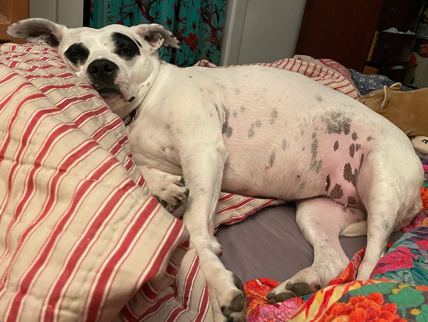 white pit bull with spots and black eyes lying on bed with its face smooshed on the covers