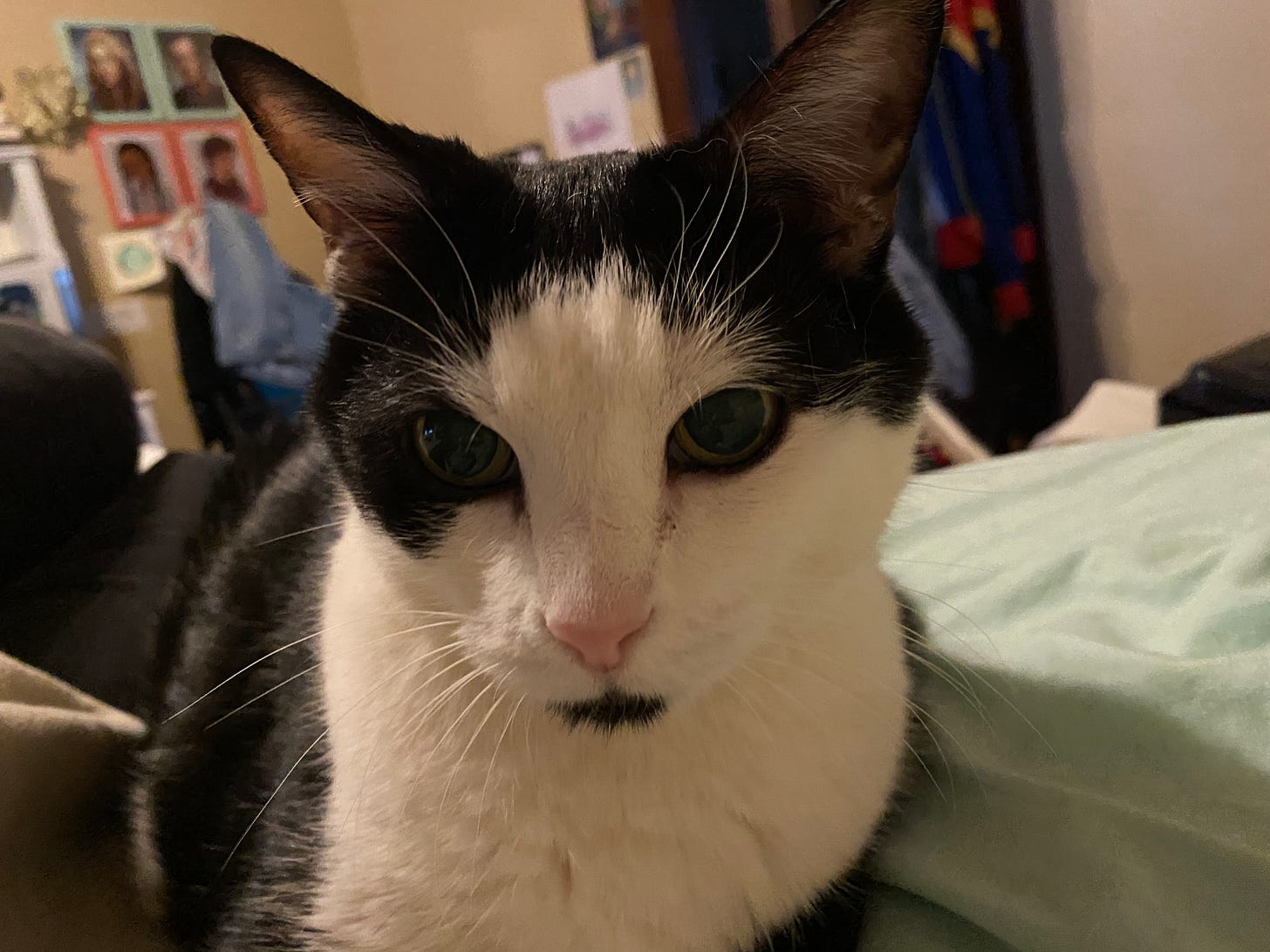 Portrait of a black and white cat staring at the camera