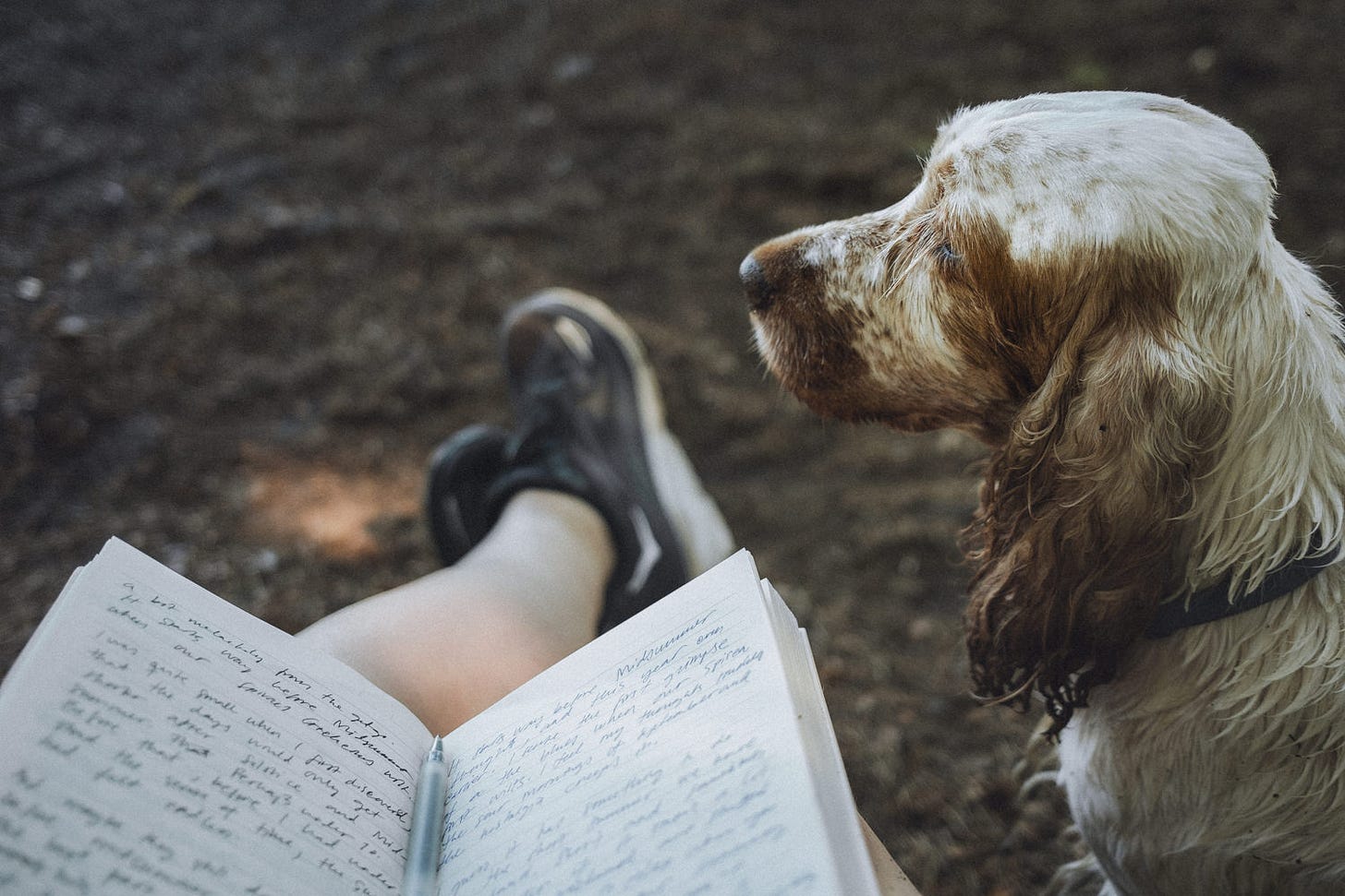 cockerspaniel and notebook cockerspaniel and notebook