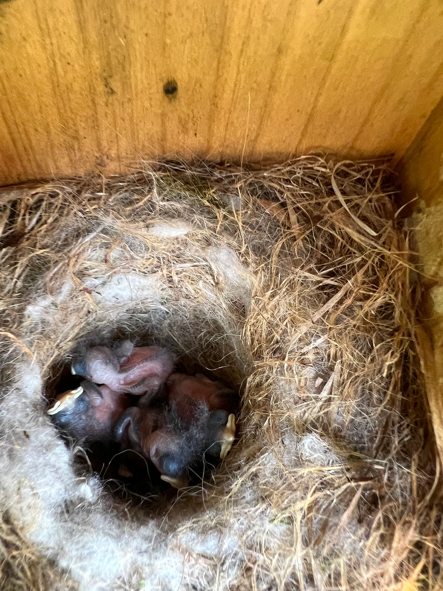 a peek into the chickadee nest with four hairless chicks bunched together in a nest made of grass, hair, moss and straw