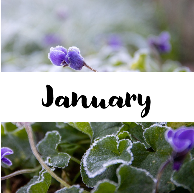 Background of a small purple flower. In a white banner, the text reads "January"