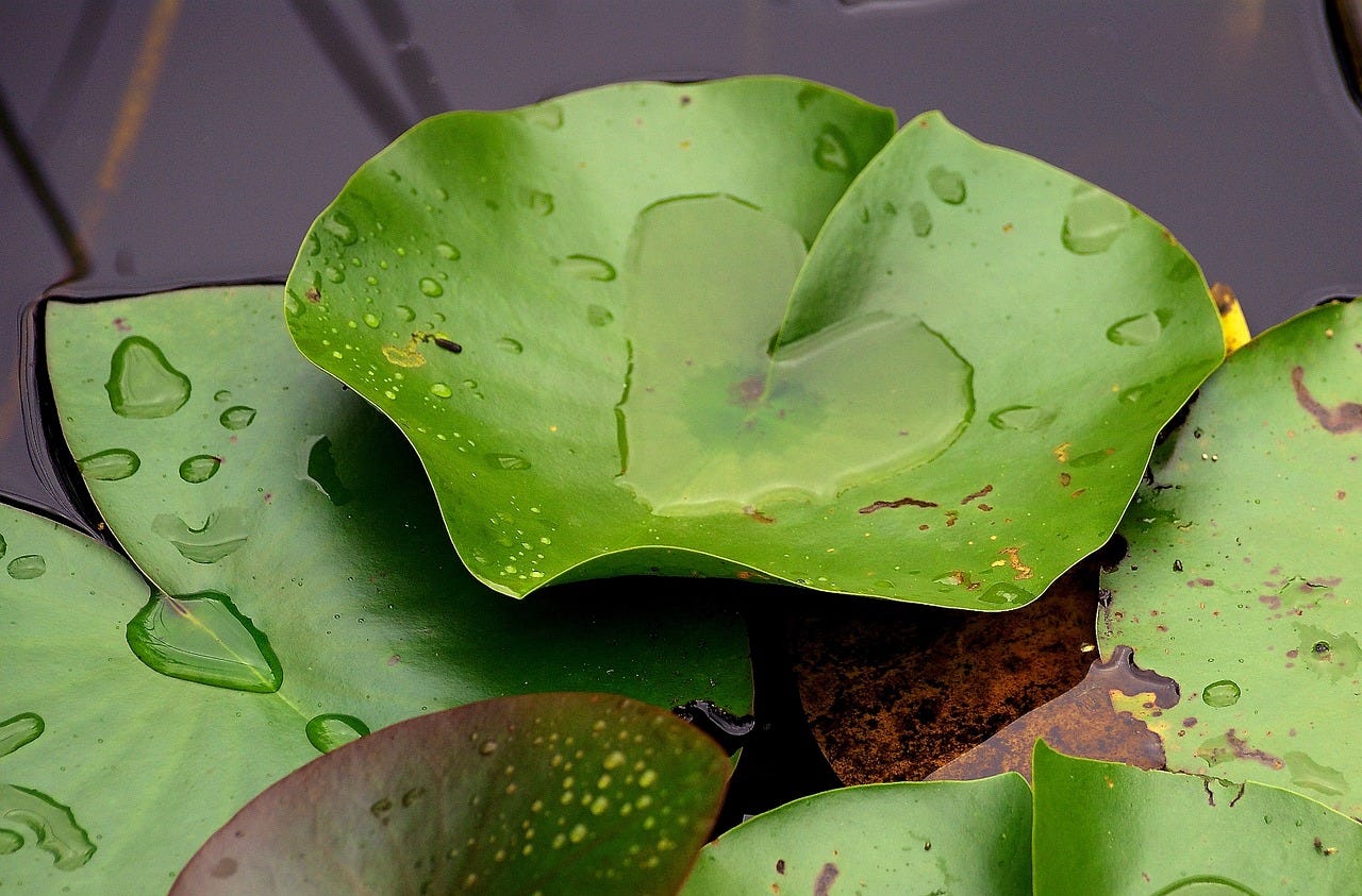 Lily pad with heart-shaped drop of water.