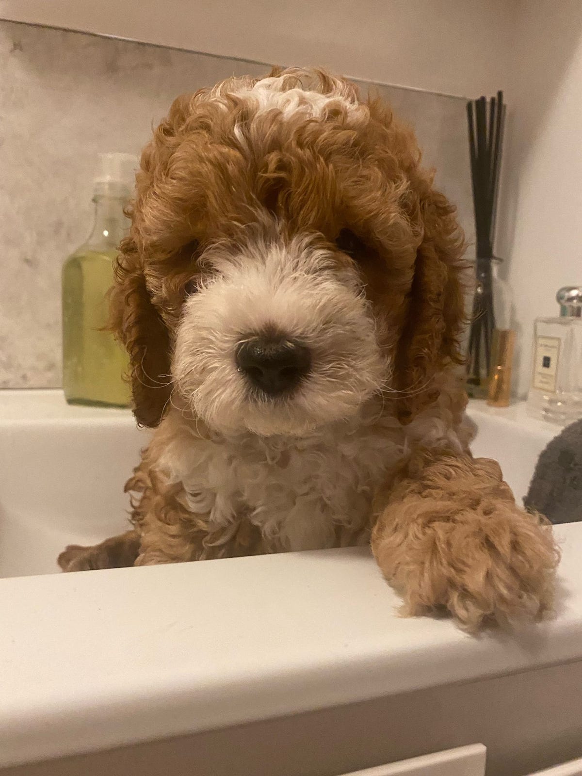 what appears to be a stuffed toy but was, in fact, a dog