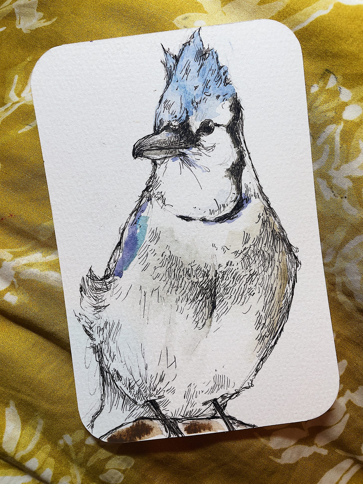 a watercolor postcard of a blue jay, its head tilted to the side, with sketched lines as detail