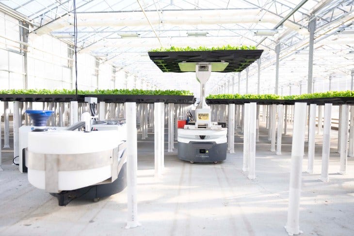 Hippo Harvest robot moves a tray of lettuce plants.