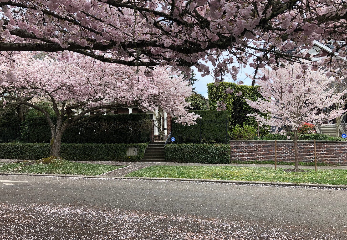 image of cherry blossoms in Seattle