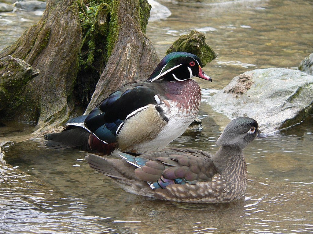 Wood duck pair on creek near rocks