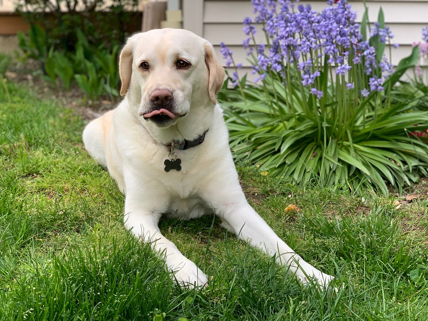 A yellow Labrador retriever licks her lips and lays in the grass in front of somme purple flowers.