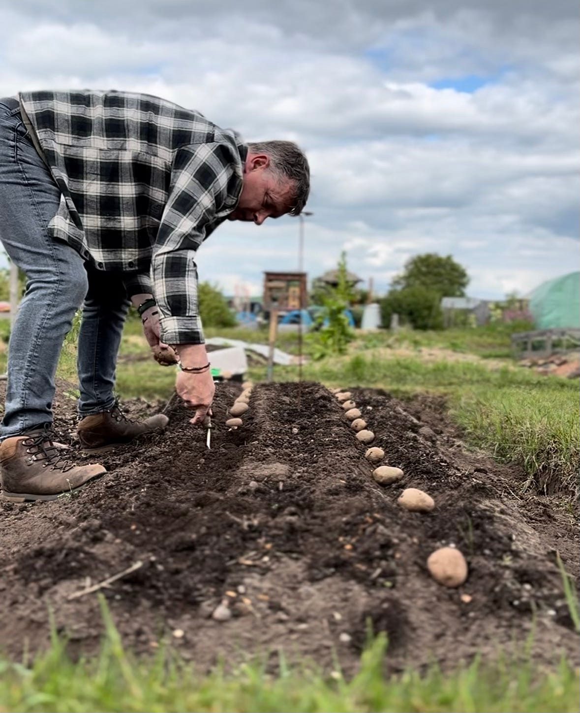 Potatoes laid out on the ground and being planted by a gardener