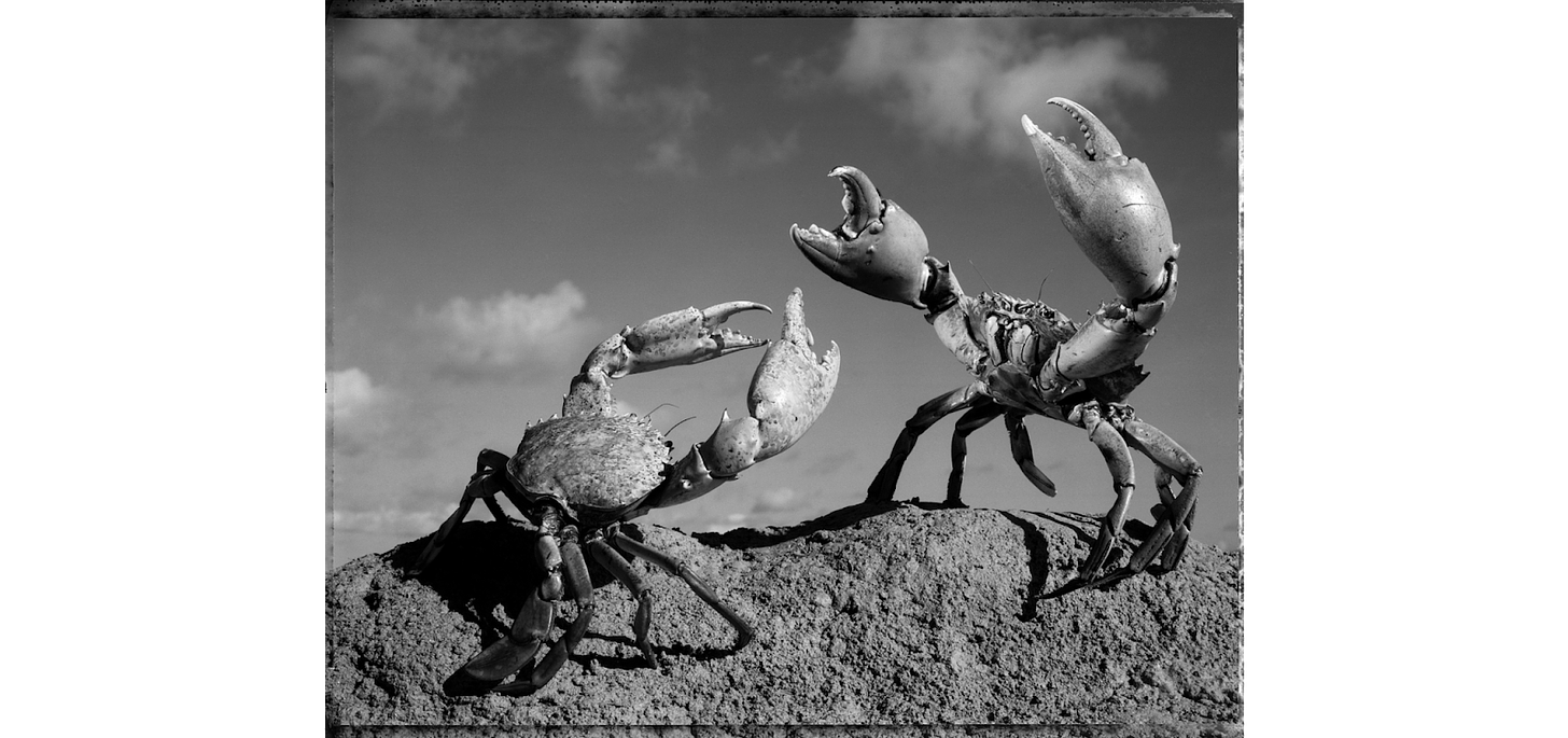 na fotografia em preto e branco, dois caranguejos gesticulam como se estivessem brigando em cima de uma pedra, com nuvens passando no céu ao fundo.