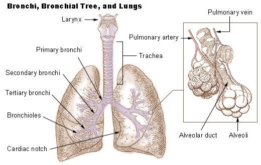 SEER Training: Bronchi, Bronchial Tree, & Lungs