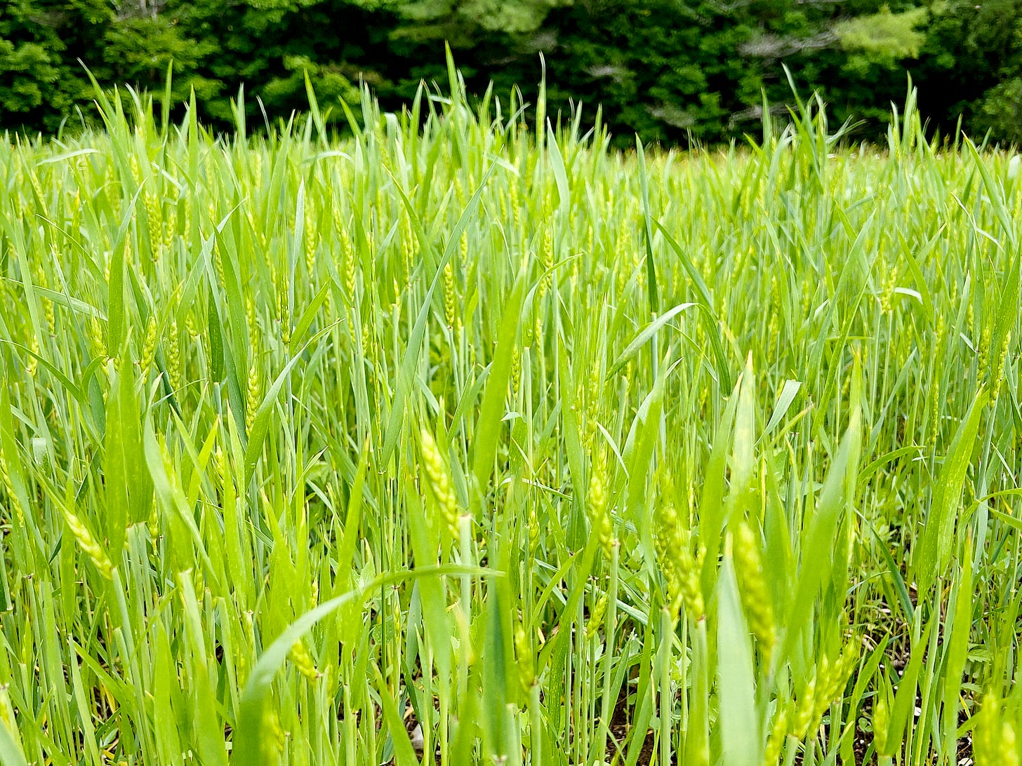 A close up of a field of green summer wheat.