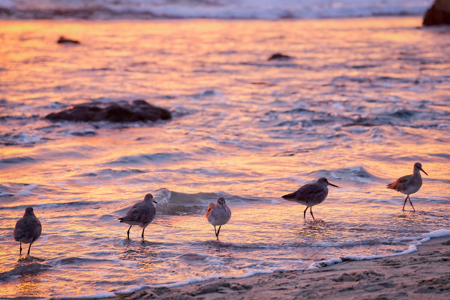 birds at beach