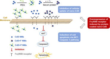 FcγRIIB receptor-mediated apoptosis in macrophages through interplay of  cadmium sulfide nanomaterials and protein corona - ScienceDirect