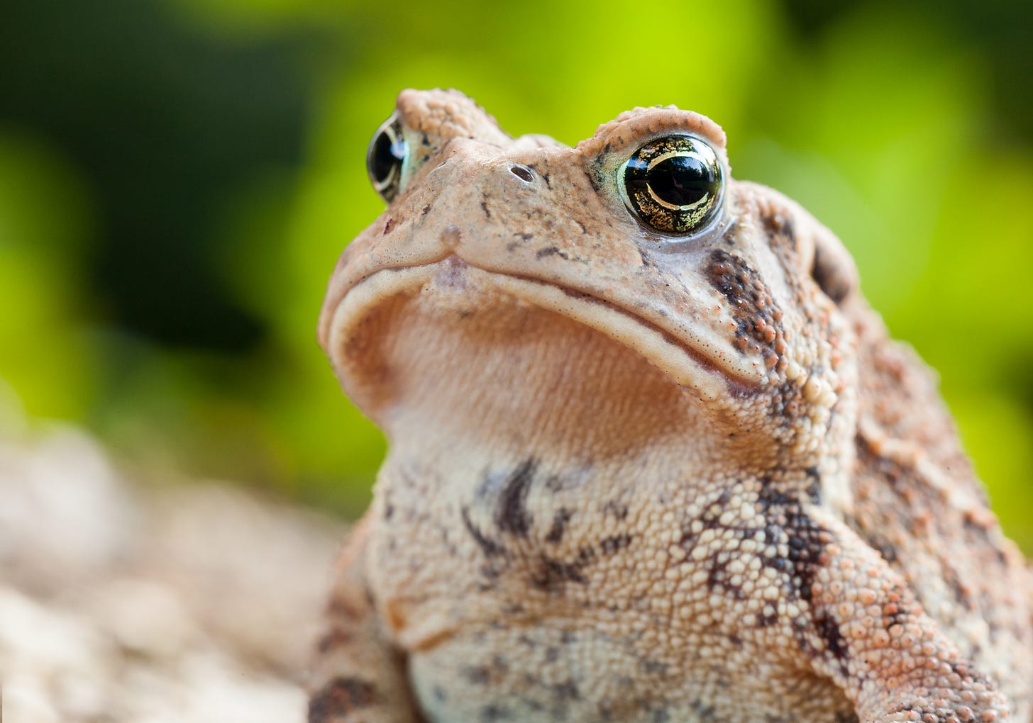 Close-up of an American toad, who looks soulfully into the distance