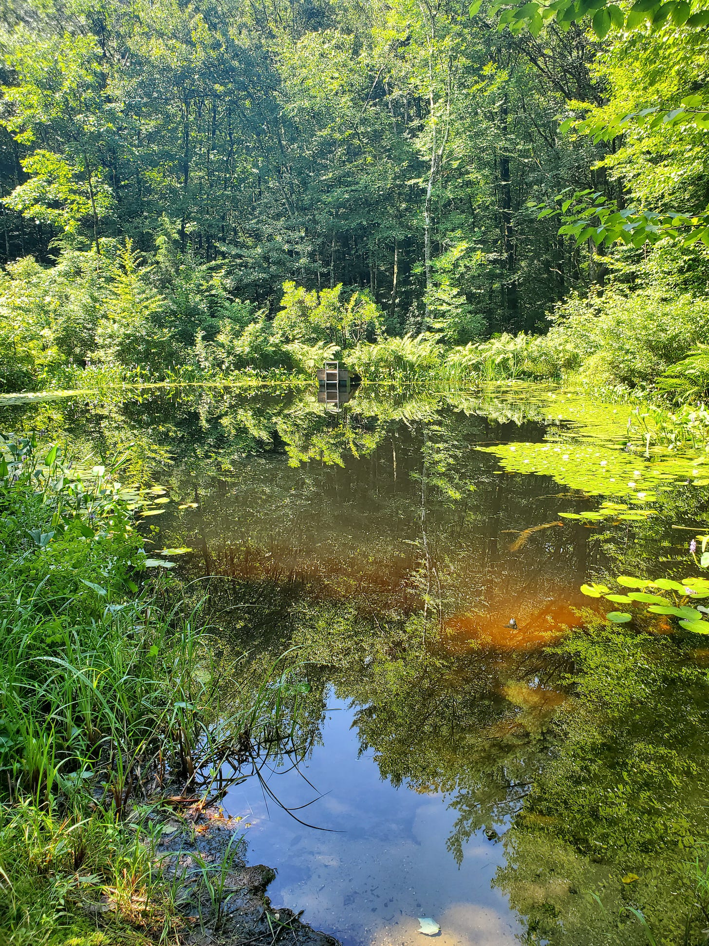 Green reflecting back more green in a large pond surrounded by woods. Two small frogs are visible to the discerning viewer. A ladder leads to a dock on the far side. 