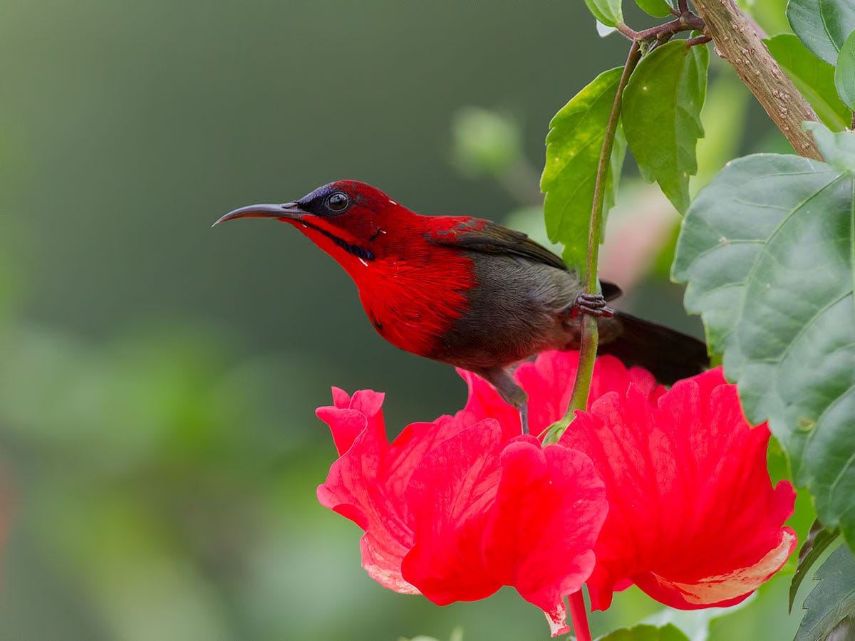 Crimson Sunbird in Singapore | Francis Yap Nature Photography