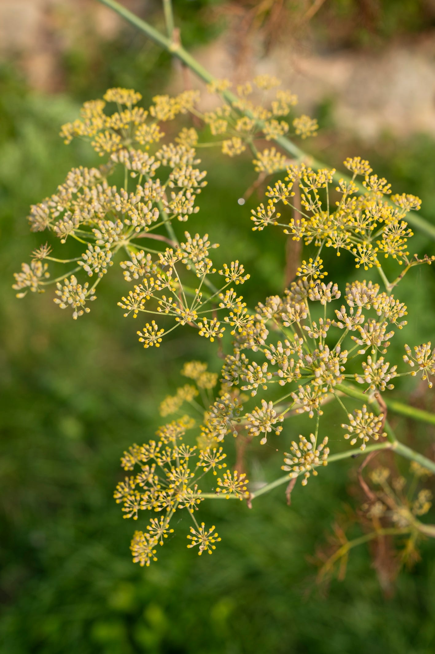 Fennel flowers and seed