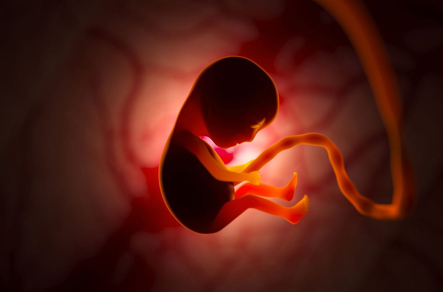 Embryo vs. Fetus: How to Tell Them Apart