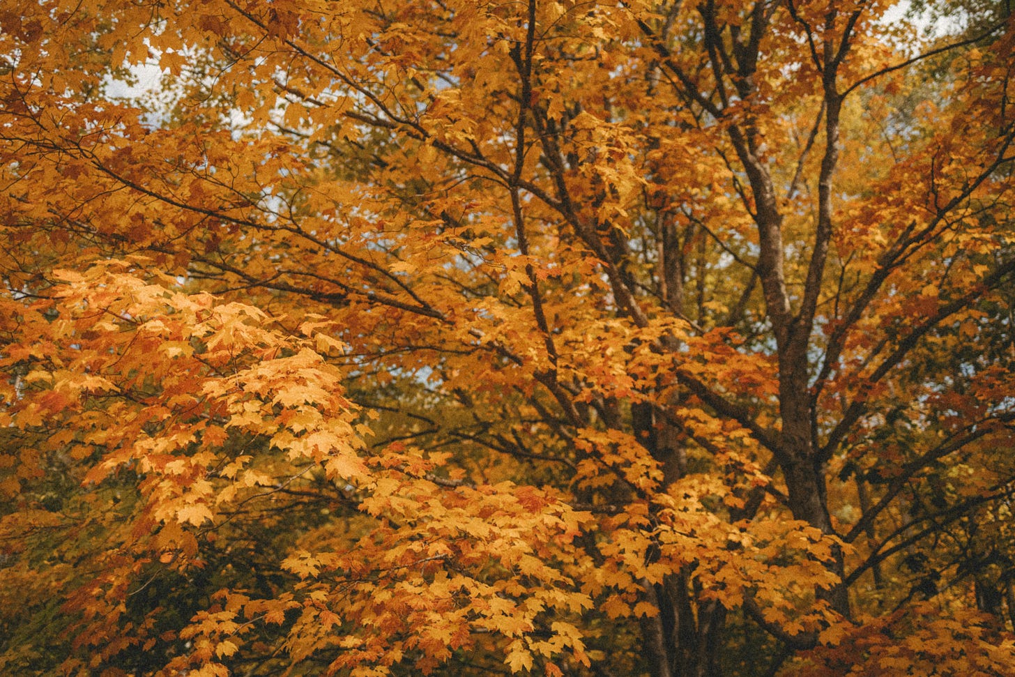 fall trees