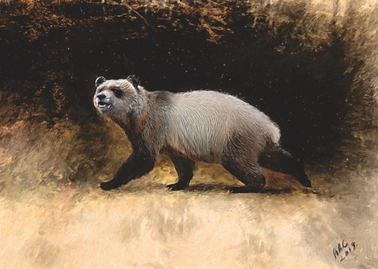 Görselleştirmeye göre bulunan fosil bu çizimdeki türden bir pandaya ait.