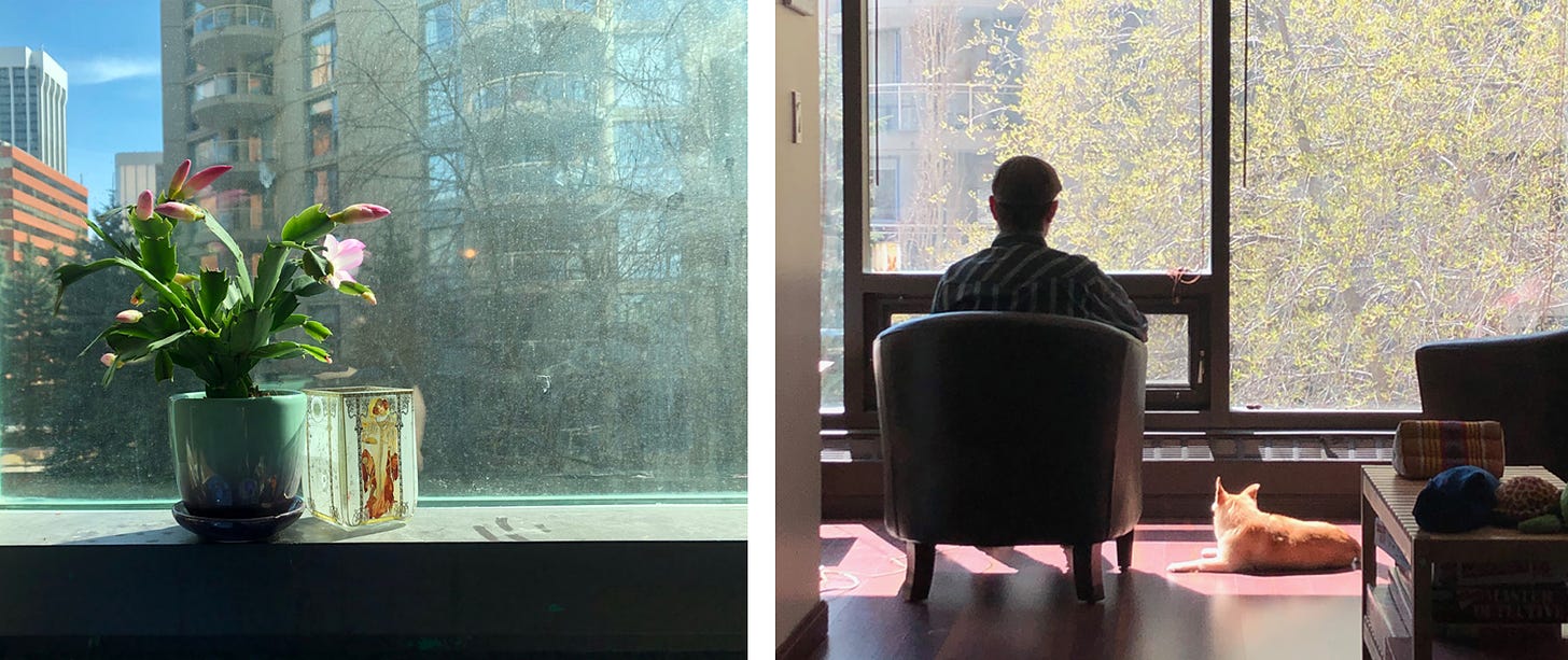 Left photo: A cactus sitting on a window sill with numerous pink flowers. Through the window can be seen office and apartment buildings under a bright blue sky. Right photo: Stefan sitting in his arm chair looking out the big living room windows. Lola the small golden dog lies on the floor next to him in a patch of sunlight. Through the window there's a tree just beginning to bud with green leaves.