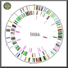 Το γονιδίωμα του Mycoplasma genitalium, ενός από τα μικρότερα στον κόσμο (μη ιού).