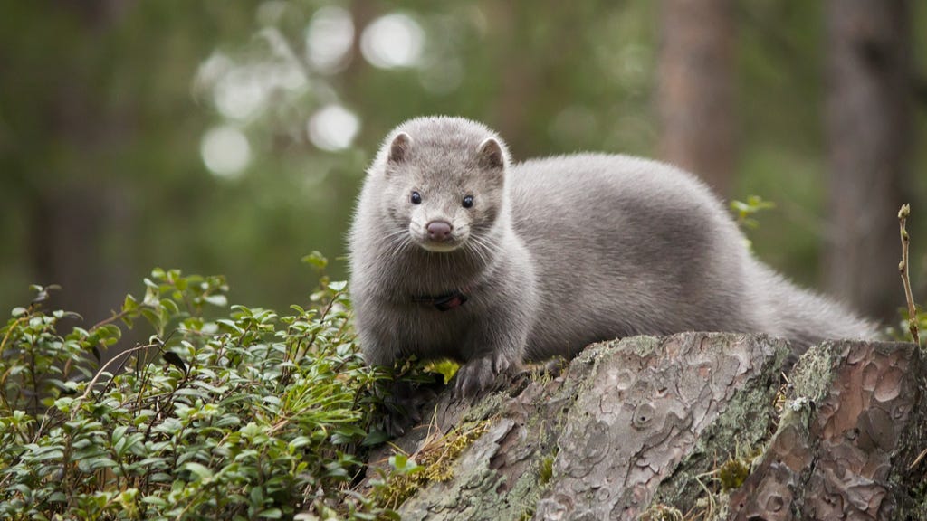 Escaped mink could spread the coronavirus to wild animals | Live Science