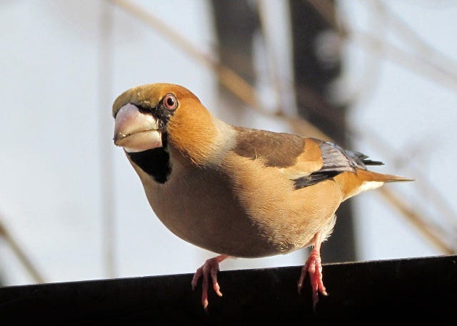 Hawfinch - It's scientific name, Coccothroustes, means "kernel-crusher" - well-named, as it loves to crack cherry stones.