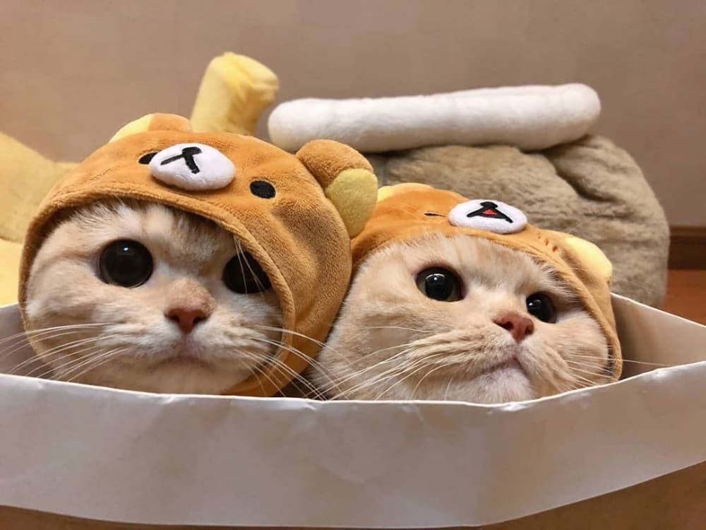 Two cats with cartoon bear hats in a box
